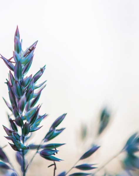 A la recherche d'un salon de coiffure bio en France? A beaune, lithodora y dehria vous accueille dans son salon hors du commun
